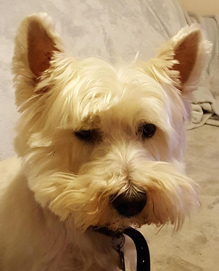 Tanleys B&B Grantown-on-Spey Екстериор снимка